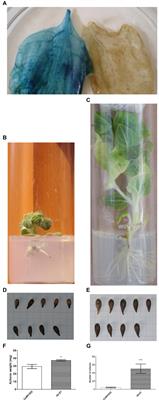 Peculiarities of the Transformation of Asteraceae Family Species: The Cases of Sunflower and Lettuce